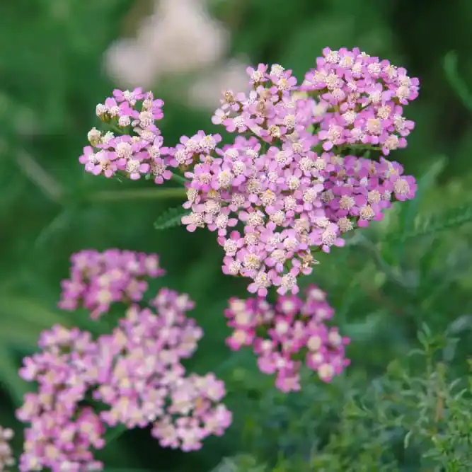 Achillea millefolium CS9 - Rózsaszín cickafark Prémium
