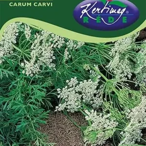 Expressz kézbesítés Rédei kertimag Carum carvi konyhakömény vetőmag A
